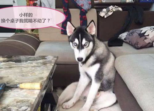 主人把桌子换成大理石的,二哈一脸不屑,一口咬下表情亮了
