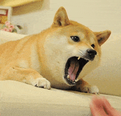 最新版沙雕柴犬表情包