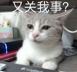 猫咪表情包快让我看看怎么年纪轻轻就傻
