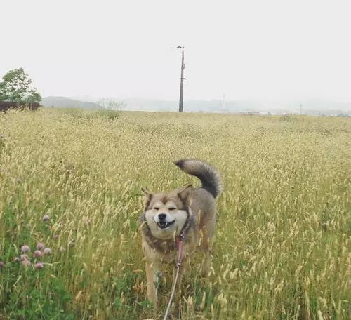 二哈和柴犬的混血宝宝,太可爱了