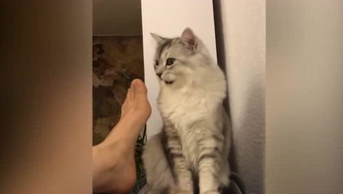 超搞笑表情猫咪