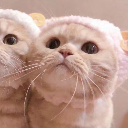 沙雕搞怪可爱猫咪情侣头像