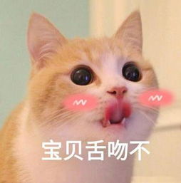 请笑纳一大波最近很火的猫咪搞笑表情包奉上