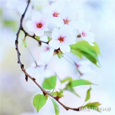 mindmanager一款思维导图软件下载