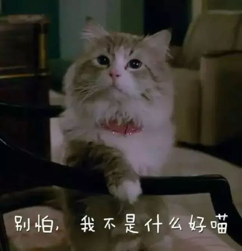壁纸头像超可爱搞笑猫咪表情包