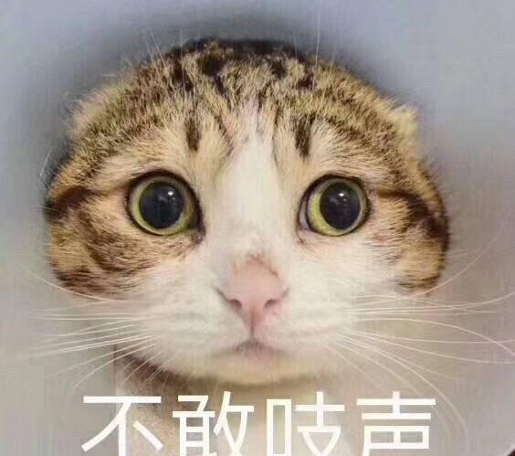 15张超级可爱猫咪表情包,生活很苦,可猫咪很甜呀