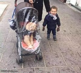 搞笑图片这结婚,伴娘有点多呀