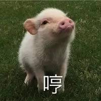 小粉猪表情包