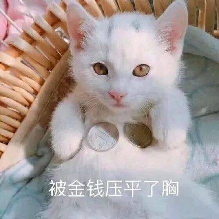 萌宠头像丨我是可爱小动物