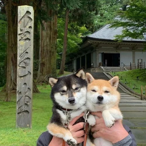 潮图表情包柴犬狗狗的快乐时光