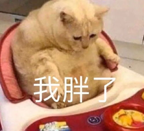 猫咪表情包我已经沉沦了