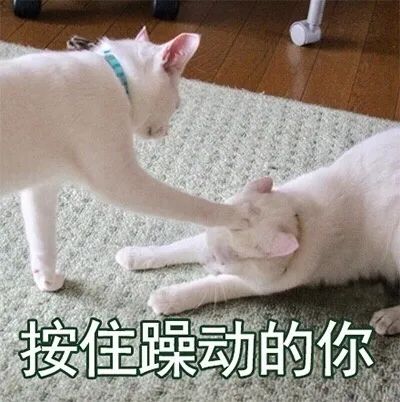 小猫咪的爪子不让我摸,真的是在嫌弃我么