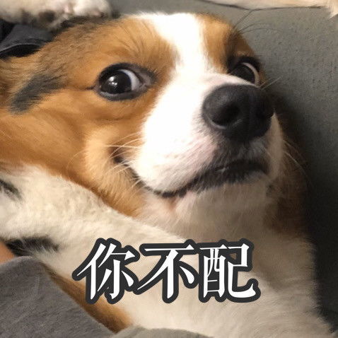 心心念念的小柯基的可爱表情包