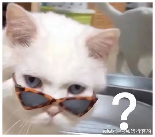 老师我有个不情之请