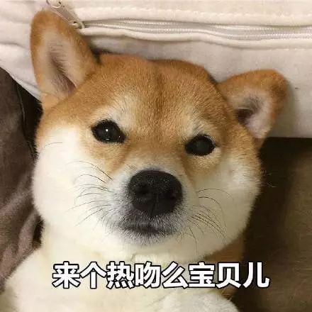 柴犬超萌表情包微笑中透露着贫穷