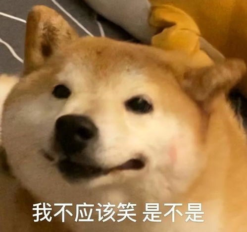 搞笑狗狗表情包第四弹