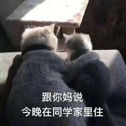 搞笑表情包图片风大雨大也阻挡不了我,等我,马上到