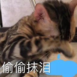 猫咪表情包喵