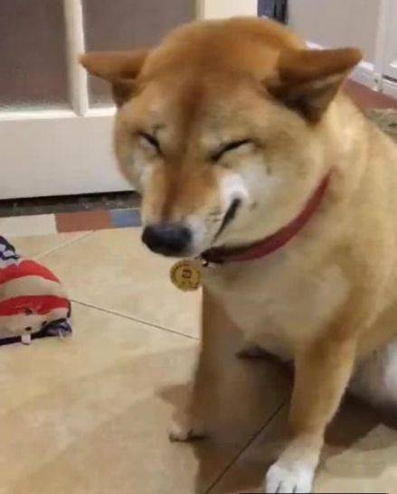 柴犬听见主人骂它,立马做出贱贱的表情还模仿招财猫主人别生气