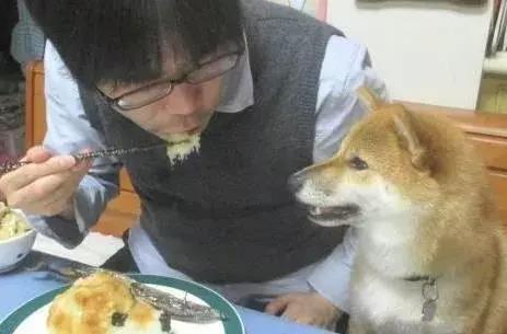 金毛贪吃柴犬主人说,养柴如养白眼狼