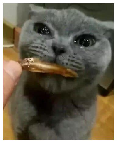 猫咪初尝小鱼干夸张表情让人笑喷