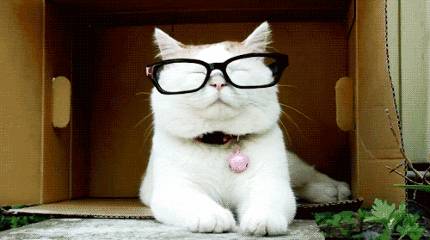 最搞笑gif猫咪动图火爆网络,快来收集一波表情包