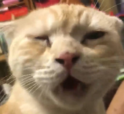 橘猫向爷爷讨吃,当得知爷爷打麻将把小鱼干都输光后,表情让人笑喷