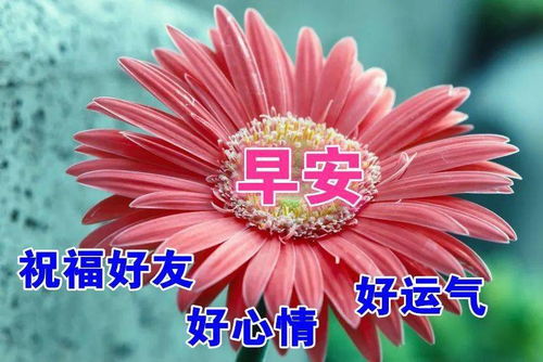 1月13日最漂亮早上好动态表情图片大全,早晨好动图美图大全