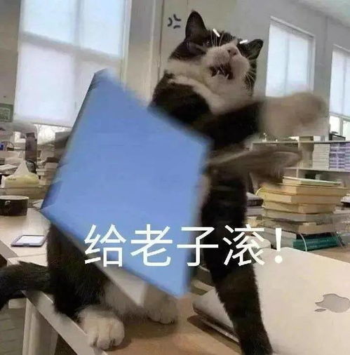 怎么还不放假啊啊啊啊丨第208期猫咪表情包