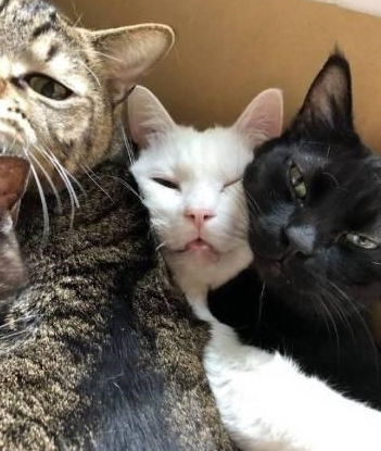 主人拍下猫咪好笑的表情,没想到被旁边的猫瞪了一眼,惹不起啊