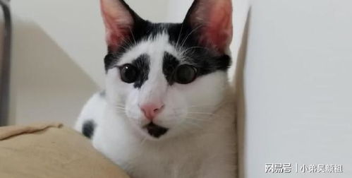 网友领养了一只可怜的小奶牛猫,越长越潦草...帅锅你眼影谁画的