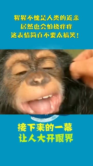 猩猩不愧是人类的近亲,居然也会怕挠痒痒,这表情简直不要太搞笑