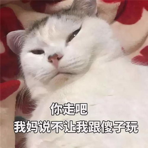 傻子表情包搞笑视频我妈