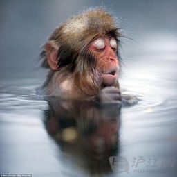 命好的猴子冬日温泉照