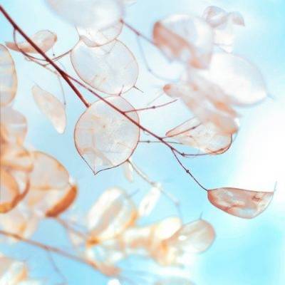 40岁大人用的微信头像花微信头像40岁女专用花