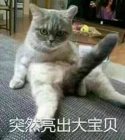 为什么很多人聊天都喜欢用猫咪表情包附最全猫咪表情包