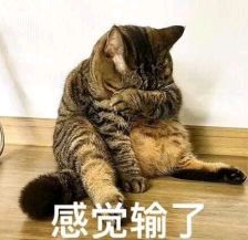 分享一期猫主子搞怪表情包