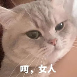 猫咪表情包丨进来吸猫