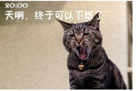 猫咪搞笑表情包上班族