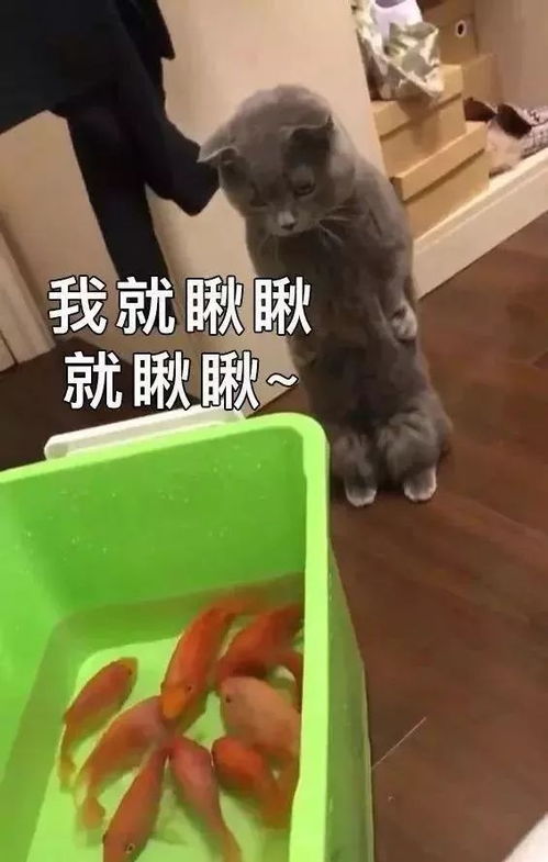 爆笑猫图表情包又来啦