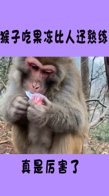 猴子吃果冻,竟然比人还熟练,真是太搞笑了
