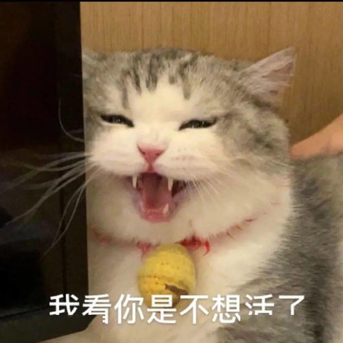 网红猫咪拖地猫大头表情包六