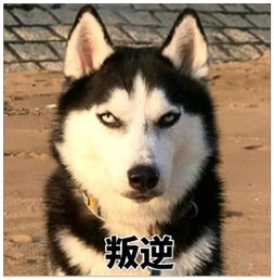 二货楼上探头耍酷,突然想起二楼没窗户,仔细一瞅瞬间石化