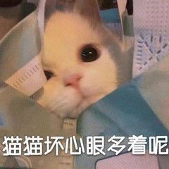 表情包小动物能有什么坏心眼呢