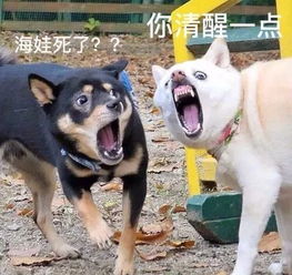 搞笑狗表情包主人