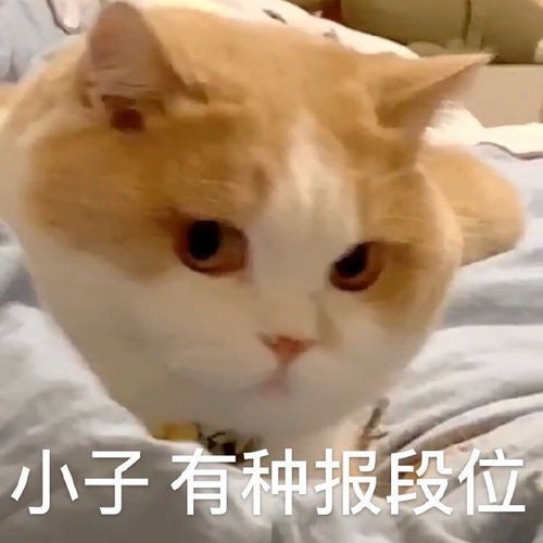 表情包三月份女生使用度最高的表情包