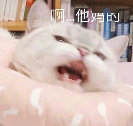 小猫表情包