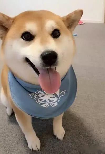 铲屎官给柴犬狗狗掏耳朵,柴犬表情真搞笑,网友快看移动表情包