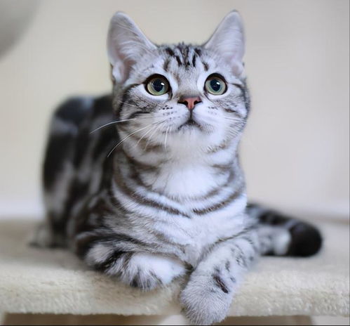 美短猫头像卡通