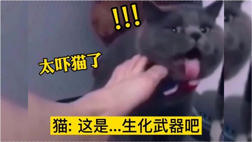 搞笑配音瞧猫咪这表情,这主人的脚怕是有个半年没洗了吧